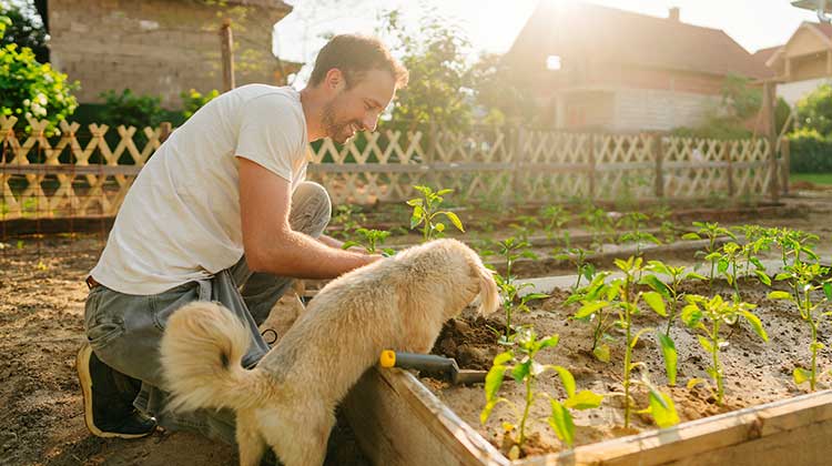 Man planting vegetables in garden with dog by his side