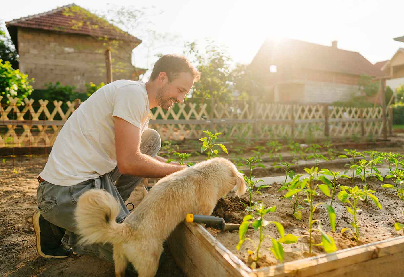 Man planting vegetables in garden with dog by his side