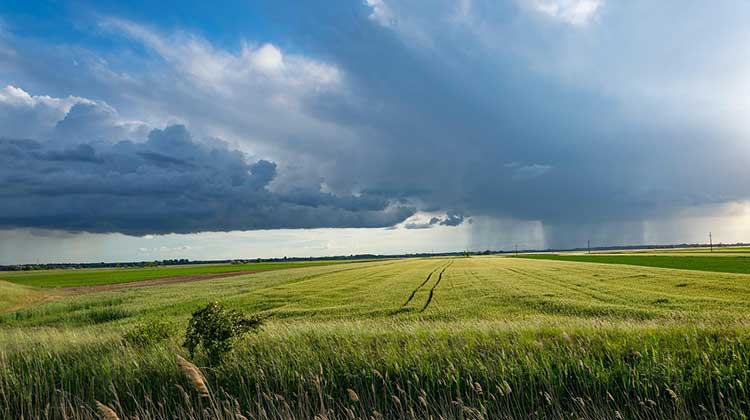 Crop field with storm clouds ahead