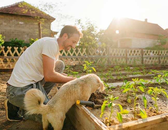 Man planting vegetables with dog next to him